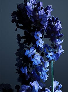 Descripción de la imagen 2